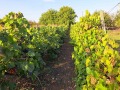 Продава КЪЩА, с. Тракия, област Стара Загора, снимка 6