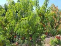 Продава КЪЩА, с. Тракия, област Стара Загора, снимка 14