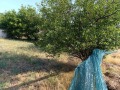 Продава ПАРЦЕЛ, област Плевен, гр. Долни Дъбник • 12000 € • 17634472 — Holmes.bg