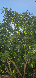 Продава КЪЩА, гр. Ловеч, Център, снимка 9