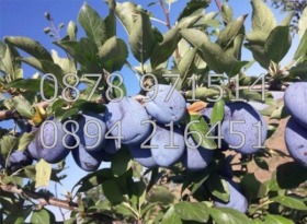 ������� ���������� ���� | Imot.bg � ����� ������ 5