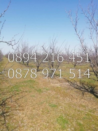 Продава ЗЕМЕДЕЛСКА ЗЕМЯ, с. Цалапица, област Пловдив, снимка 4 - Земеделска земя - 54250123