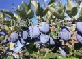 Продава ЗЕМЕДЕЛСКА ЗЕМЯ, с. Цалапица, област Пловдив, снимка 5
