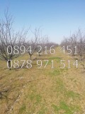 Продава ЗЕМЕДЕЛСКА ЗЕМЯ, с. Цалапица, област Пловдив, снимка 2