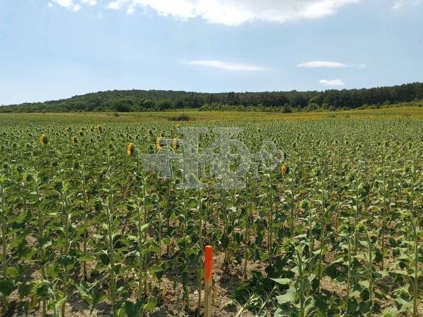 Продава ПАРЦЕЛ | Imot.bg — изображение 2