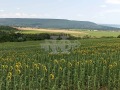 Продава ПАРЦЕЛ, област Варна, с. Генерал Кантарджиево • 14750 € • 95971080 — Holmes.bg