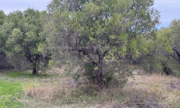 Продава ПАРЦЕЛ | Imot.bg — изображение 5