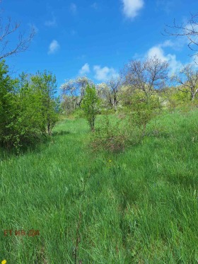 ����� ������� ������,�. �����, ������ �����