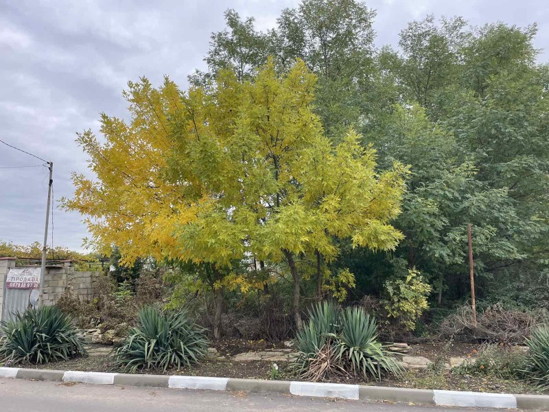 Προς πώληση  Οικόπεδο περιοχή Dobrich , Πολκοβνηκ Σβετσταροβο , 800 τ.μ | 82873917 - εικόνα [3]