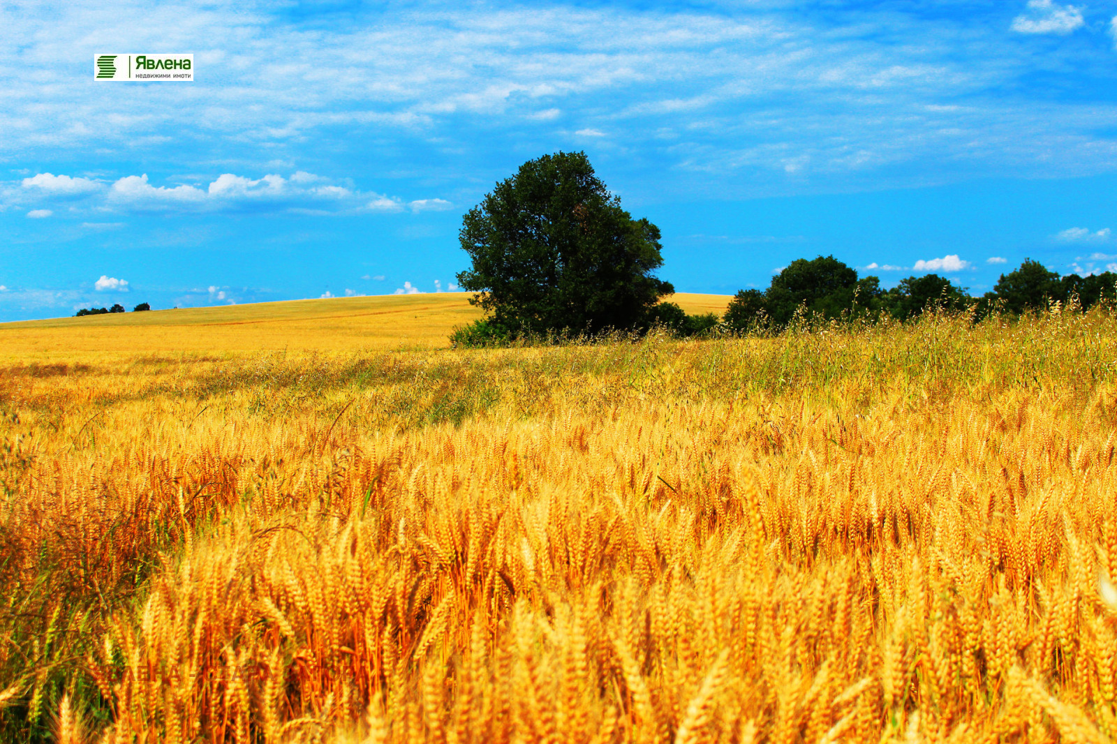 ������� ���������� ���� | Imot.bg � ����������� 1