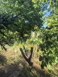 Продава КЪЩА, с. Църква, област Добрич, снимка 1