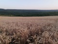 Продава  Земеделска земя област Добрич , с. Църква , 10 дка | 45950464