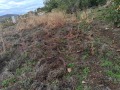 Продава  Парцел област Стара Загора , с. Богомилово , 800 кв.м | 54023400 - изображение [2]