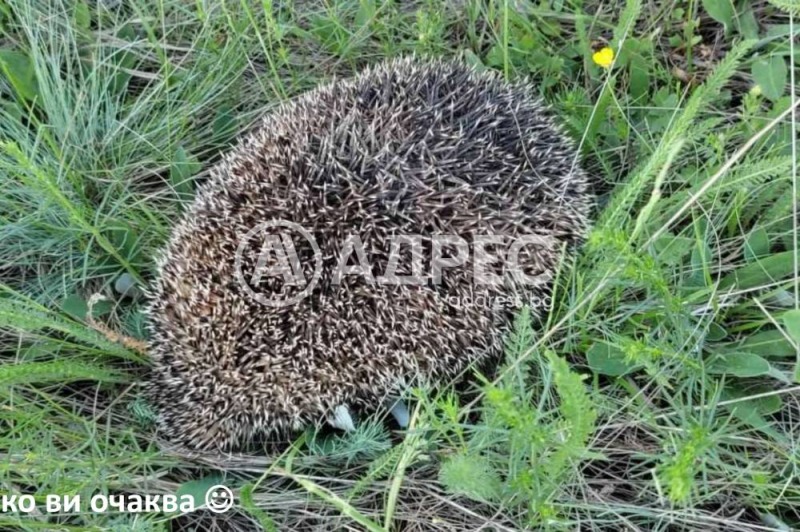 Na prodej  Přistát oblast Sofia , Gorno Kamarci , 43 dka | 18031865 - obraz [9]