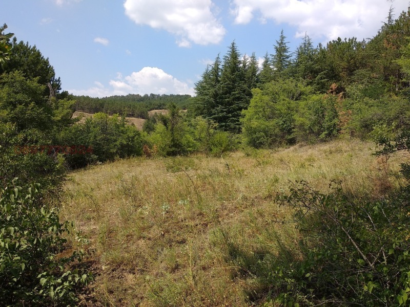 Продава ЗЕМЕДЕЛСКА ЗЕМЯ, с. Поленица, област Благоевград, снимка 9 - Земеделска земя - 52799050