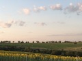 Продава ЗЕМЕДЕЛСКА ЗЕМЯ, гр. Аксаково, област Варна, снимка 5