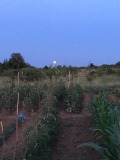 Продава ЗЕМЕДЕЛСКА ЗЕМЯ, гр. Аксаково, област Варна, снимка 3