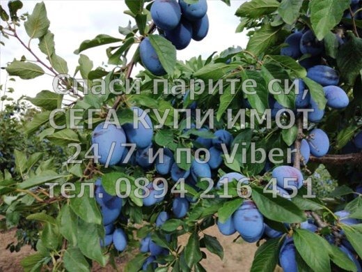 ������� ���������� ���� | Imot.bg � ����������� 1