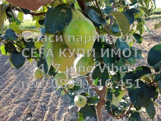Продава ЗЕМЕДЕЛСКА ЗЕМЯ, с. Ново село, област Пловдив, снимка 3 - Земеделска земя - 52744823