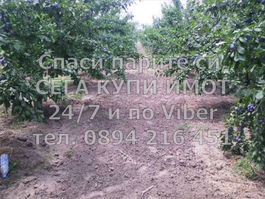 Продава ЗЕМЕДЕЛСКА ЗЕМЯ, с. Ново село, област Пловдив, снимка 7 - Земеделска земя - 52744823