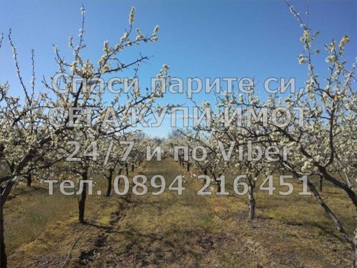 Продава ЗЕМЕДЕЛСКА ЗЕМЯ, с. Ново село, област Пловдив, снимка 8 - Земеделска земя - 52744823