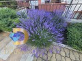 Продава 2-СТАЕН, гр. Ахелой, област Бургас, снимка 4