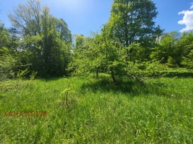 Plott Oresjak, region Lovech 4