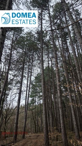 ����� ������� ������,���� �����, �������>