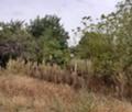 Продава ПАРЦЕЛ, гр. Варна, м-т Боровец - юг, снимка 2