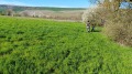 Продава ПАРЦЕЛ, с. Ягнило, област Варна, снимка 6