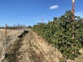 Продава ПАРЦЕЛ, с. Бегунци, област Пловдив, снимка 7