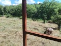 Продава КЪЩА, област Велико Търново, с. Вишовград • 26000 € / 50851.58 лв. • 28835745 13