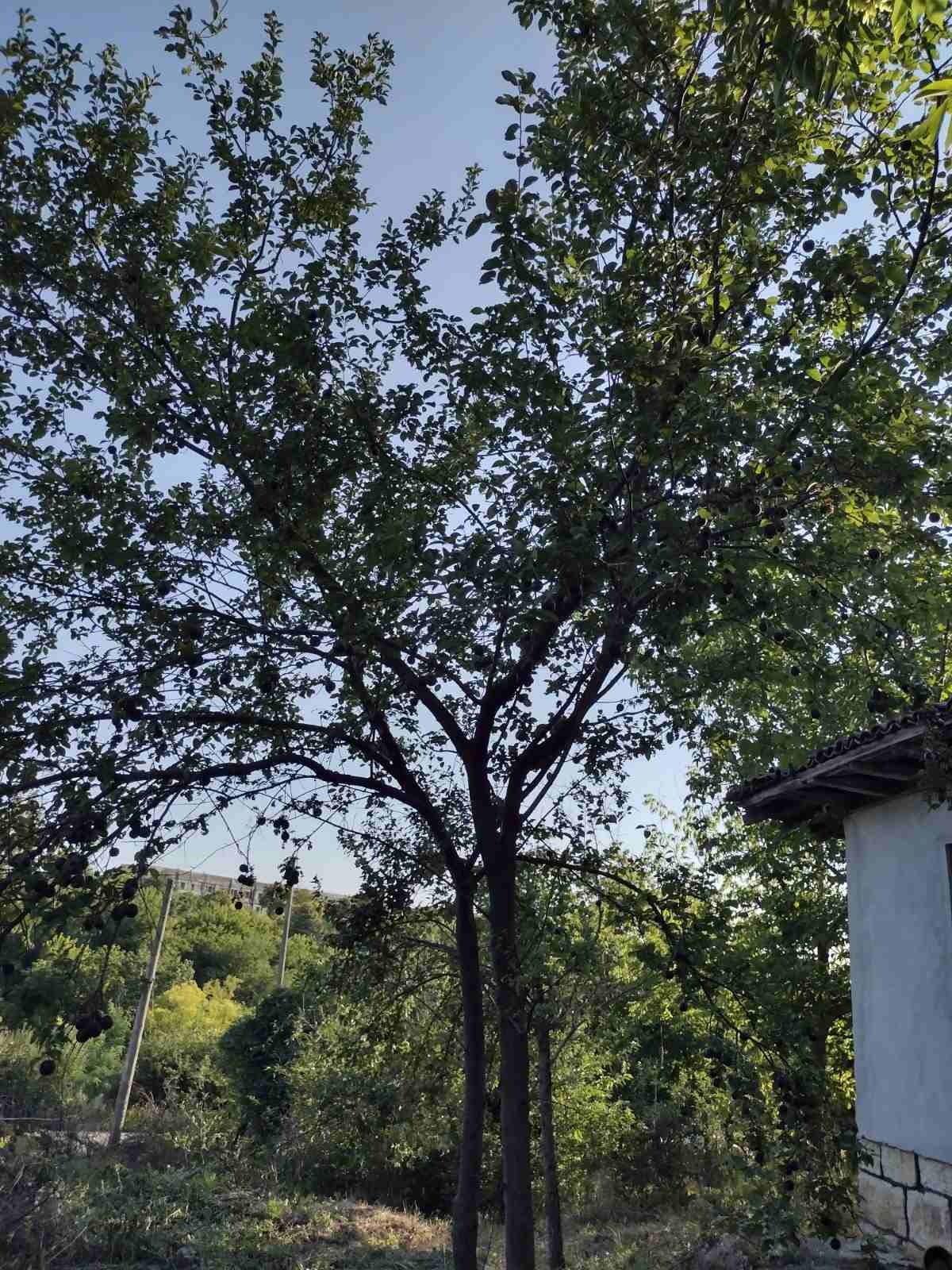 Продава КЪЩА, с. Тетово, област Русе, снимка 5 - Къщи - 55691198
