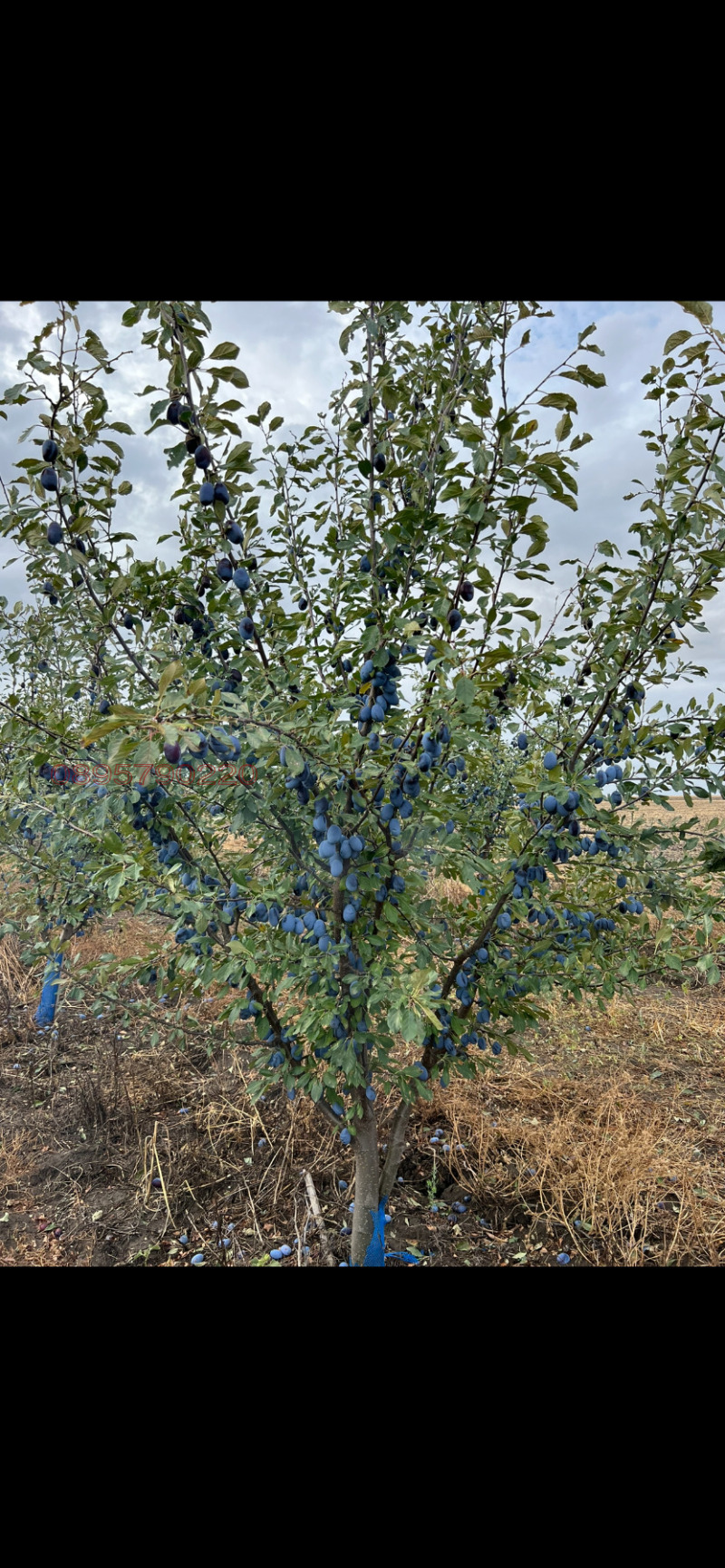 Продава ЗЕМЕДЕЛСКА ЗЕМЯ, гр. Бургас, област Бургас, снимка 4 - Земеделска земя - 52784824