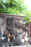 Продава БИЗНЕС ИМОТ, гр. София, с. Доброславци, снимка 7