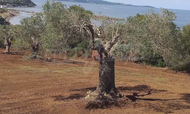 Продава ПАРЦЕЛ | Imot.bg — изображение 6