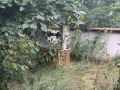 Продава КЪЩА, с. Росоман, област София област, снимка 4