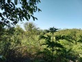 Продава ПАРЦЕЛ, с. Бяло поле, област Стара Загора, снимка 1