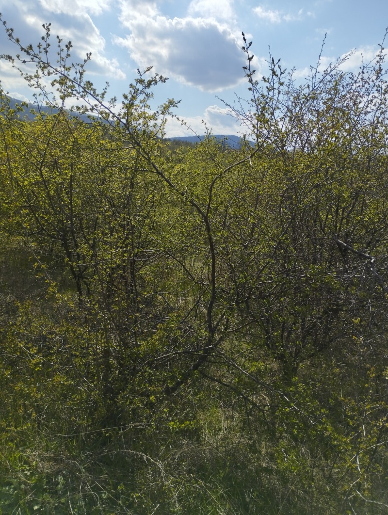 Προς πώληση  Οικόπεδο Σοφηια , Συχοδολ , 9125 τ.μ | 81795387 - εικόνα [3]