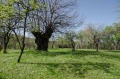 Продава КЪЩА, област Габрово, с. Баевци • 21800 € / 42637.09 лв. • 25427666 8