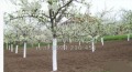 Продава ПАРЦЕЛ, област Пловдив, с. Церетелево • 44000 лв. • 71775518 — Holmes.bg