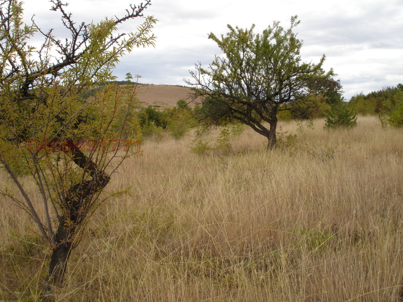 Продава ЗЕМЕДЕЛСКА ЗЕМЯ, с. Братя Даскалови, област Стара Загора, снимка 8 - Земеделска земя - 52758762