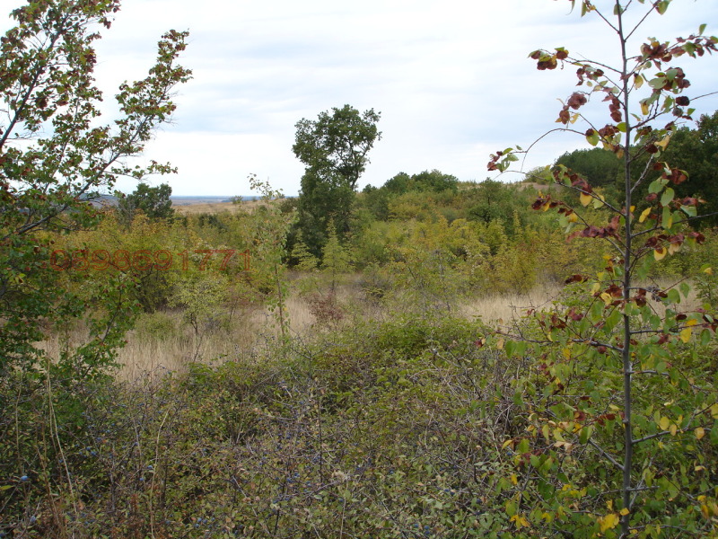 Продава ЗЕМЕДЕЛСКА ЗЕМЯ, с. Братя Даскалови, област Стара Загора, снимка 4 - Земеделска земя - 52758762