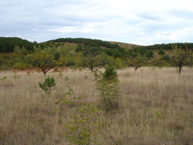 Продава ЗЕМЕДЕЛСКА ЗЕМЯ, с. Братя Даскалови, област Стара Загора, снимка 13 - Земеделска земя - 52758762