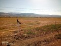 Продава ПАРЦЕЛ, област Пловдив, с. Белащица • 45030 € • 33585902 — Holmes.bg