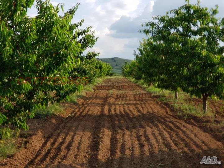 Продава ЗЕМЕДЕЛСКА ЗЕМЯ, с. Карабунар, област Пазарджик, снимка 2 - Земеделска земя - 53208981