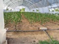 Продава  Земеделска земя област София , с. Мрамор , 17 дка | 44488677 - изображение [4]