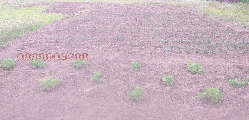 Продава КЪЩА, гр. Завет, област Разград, снимка 8 - Къщи - 52778933