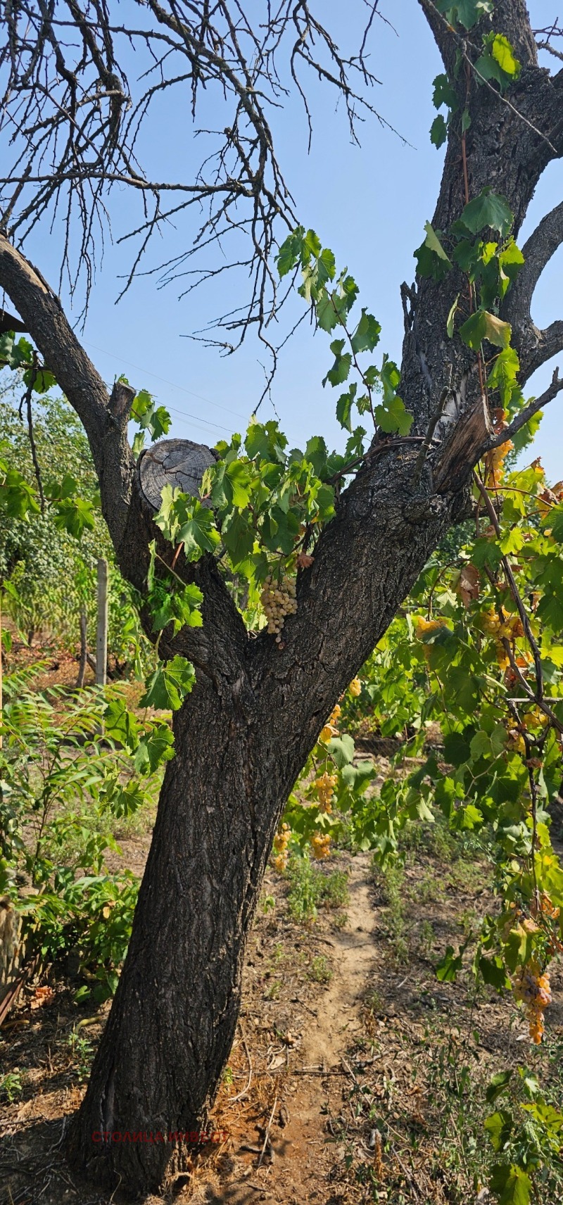 Продава ПАРЦЕЛ, гр. Русе, в.з. Левента, снимка 4 - Парцели - 52874832