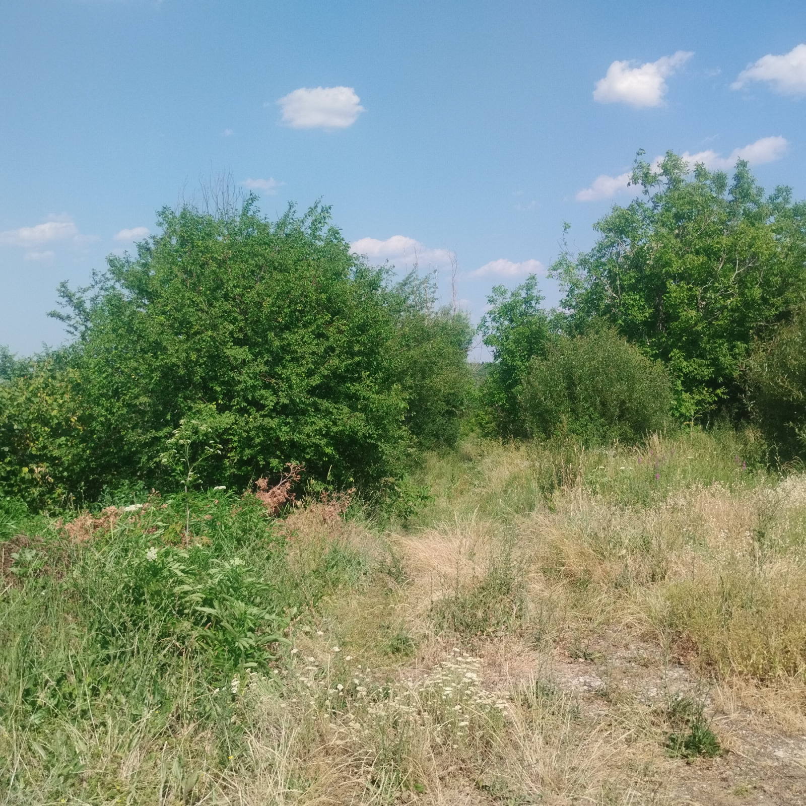 Продава ПАРЦЕЛ, с. Шереметя, област Велико Търново, снимка 3 - Парцели - 53707131